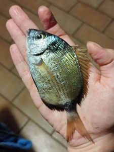 Common Two-banded Seabream