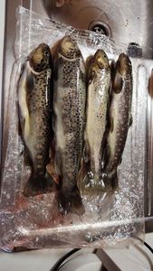 Brown Trout