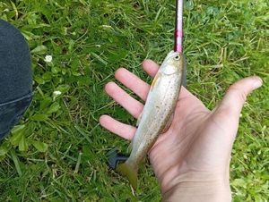 Brown Trout