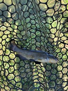 Black Bullhead