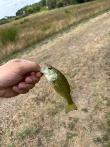 Achigan à Petite Bouche (Black-Bass)