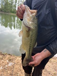 Largemouth Bass