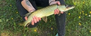 Brochet