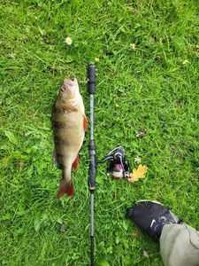 European Perch