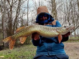 Northern Pike