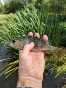 European Perch