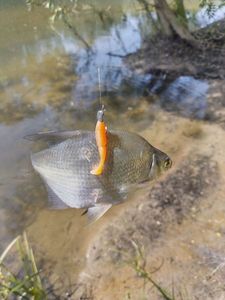 Common Bream