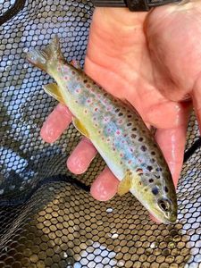Brown Trout