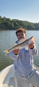 Zander