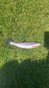 Rainbow Trout