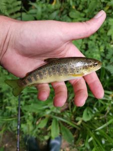 Brown Trout