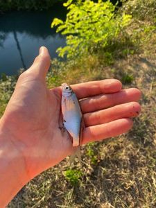 Roach