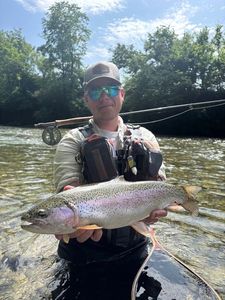 Rainbow Trout