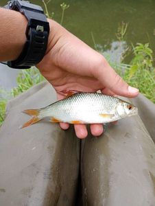 Roach
