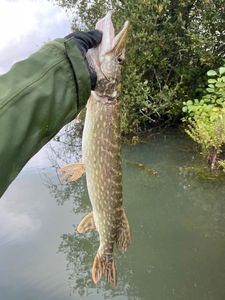 Northern Pike