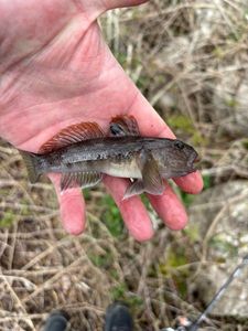 Black Goby
