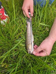 Brown Trout