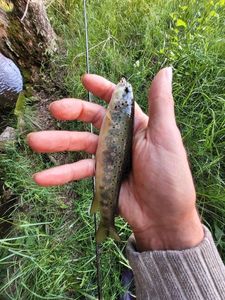 Brown Trout