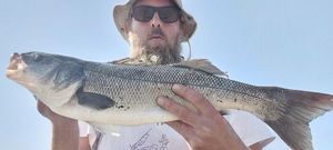 European Bass (Seabass)