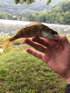 European Perch