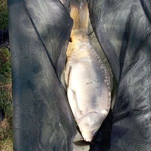 Leather Carp
