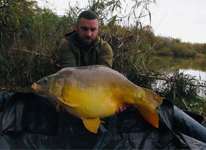 Mirror Carp