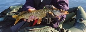 Northern Pike