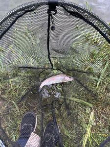 Rainbow Trout