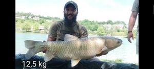 Silver Carp