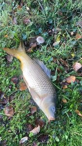 Common Carp