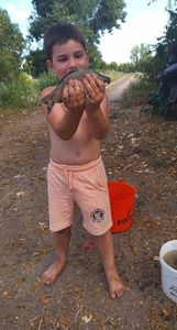 Crucian Carp