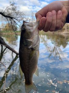 Largemouth Bass