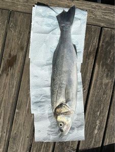 European Bass (Seabass)