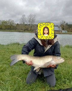 Grass Carp