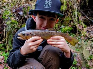 Brown Trout