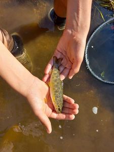 Brown Trout