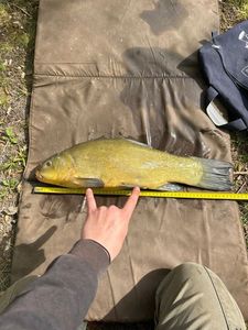 Tench