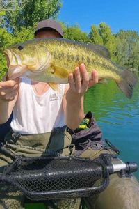 Largemouth Bass