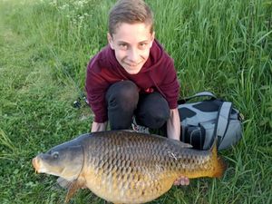 Common Carp