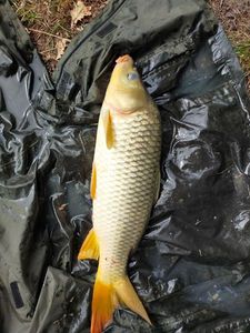 Common Carp