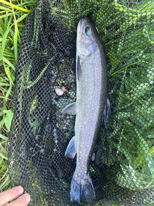 Arctic Char