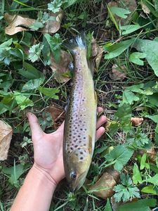 Brown Trout