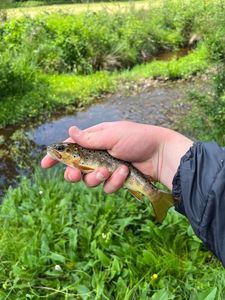 Brown Trout