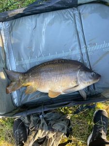 Leather Carp