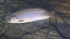Rainbow Trout