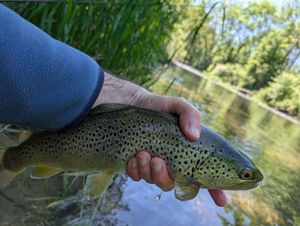 Brown Trout