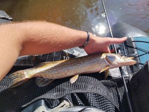 Northern Pike