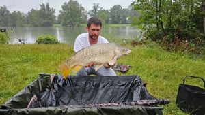 Common Carp