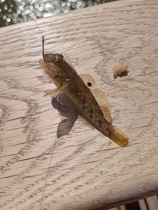 Round Goby