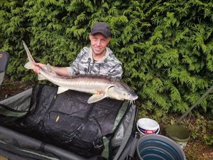 Sturgeon